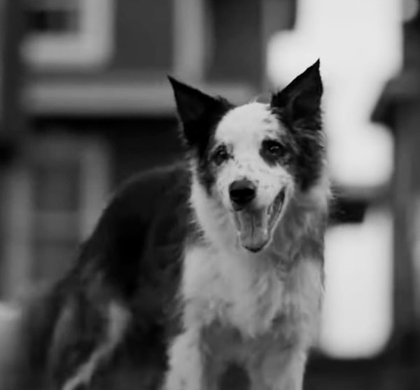 Psikopat karakter köpeğin kendisini sevmediğini söyleyerek onu öldürdü. Sabah yattığı yerden kalkmayan Aşık'ın öldüğünü anladığımız sahne gözyaşlarına boğdu.