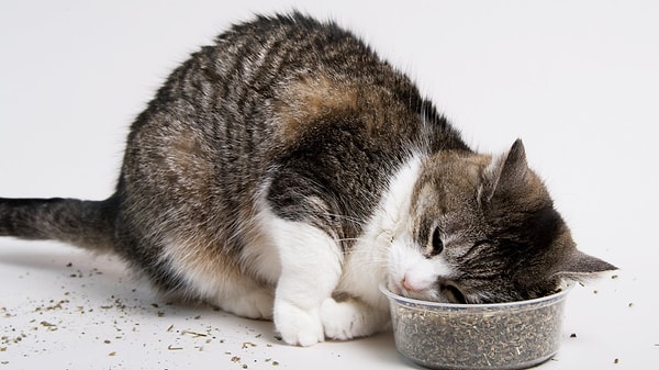 İlginç bir şekilde kedilerin hepsi kedi otuna tepki vermez. Tepki vermek genetik bir özellik olduğundan, dünya çapında kedilerin yalnızca %50 ila %80’i bu bitkiye duyarlıdır.