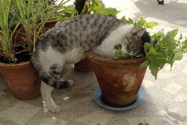 Kedi Otunun Zararlı Etkileri Var mı?