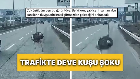 Trafikte Panik Yarattı: Diyarbakır’da Bir Çiftlikten Kaçan Deve Kuşu Hem Korktu Hem de Korkuttu