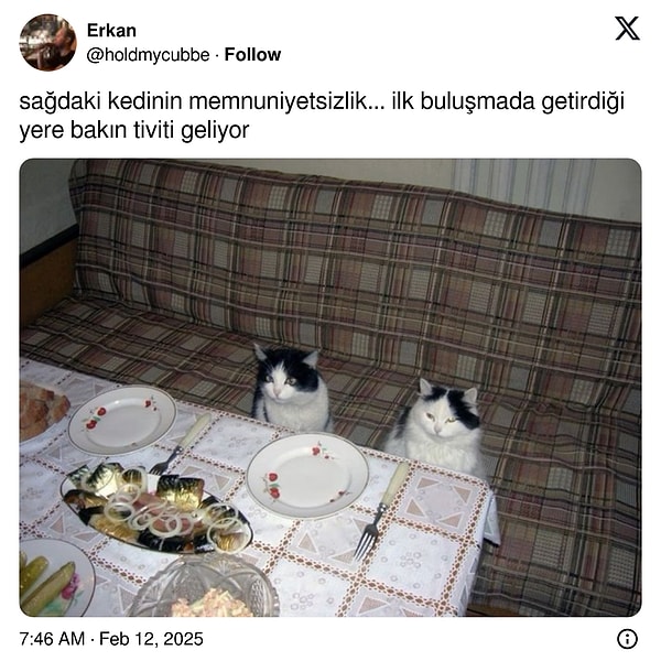 Kedilerle kapatalım!