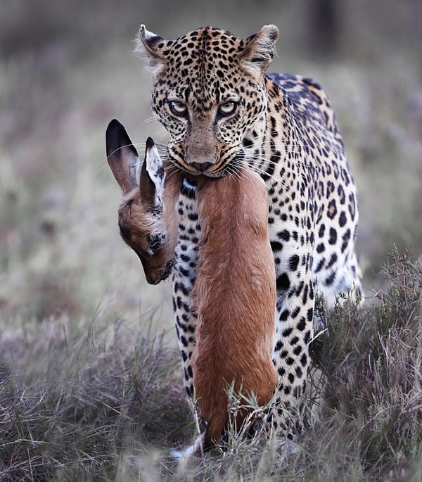 15. "Leopar bir antilop yakaladı."