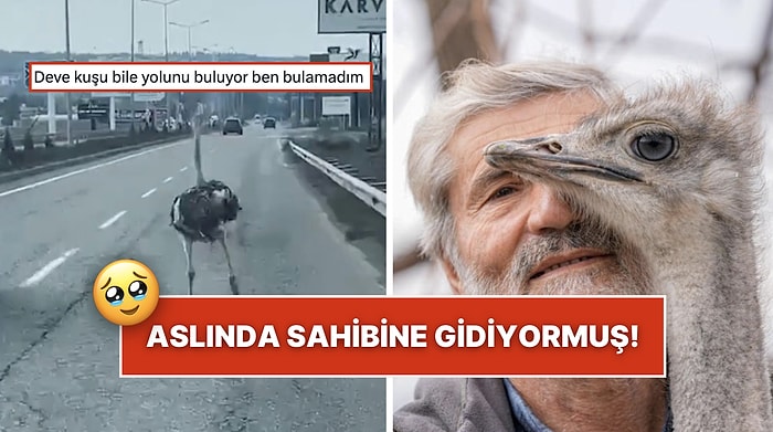 Diyarbakır'da Koşarak Trafiği Birbirine Katan Deve Kuşu Aslında Sahibinin Yanına Geri Dönmeye Çalışıyormuş