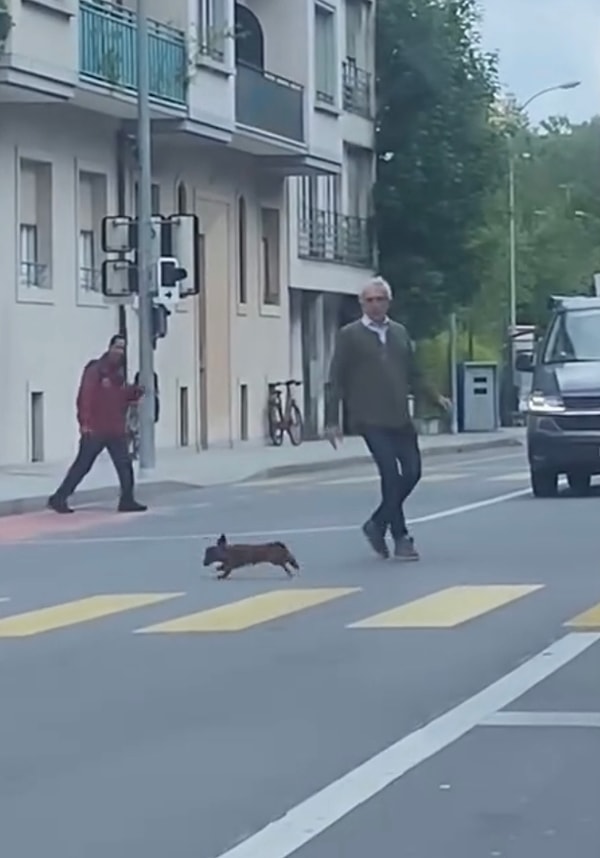 Çünkü kendisi yolun ortasında olduklarını farkında olmadığı için trafiğin durmasına sebep olmuştu ve oradan oraya koşuyordu.