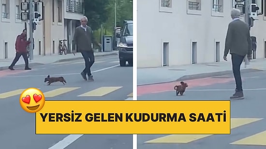 Oyun Saati Sokağın Ortasında Gelince Trafiği Durdurup Sahibini Peşinde Koşturan Tatlı Köpek