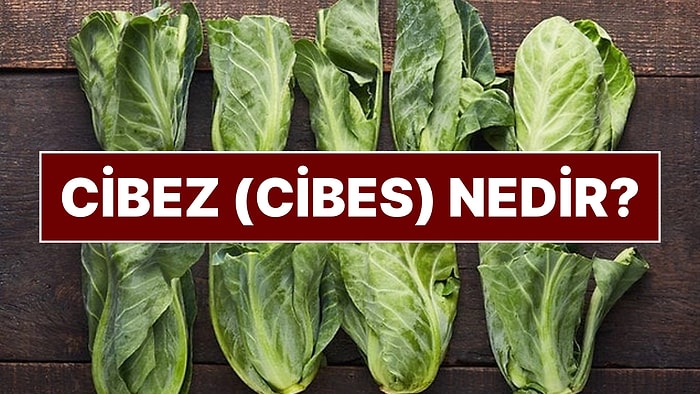 Cibez (Cibes) Nedir? Rüzgara Bırak Cibez Ege Yemekleri Nelerdir?