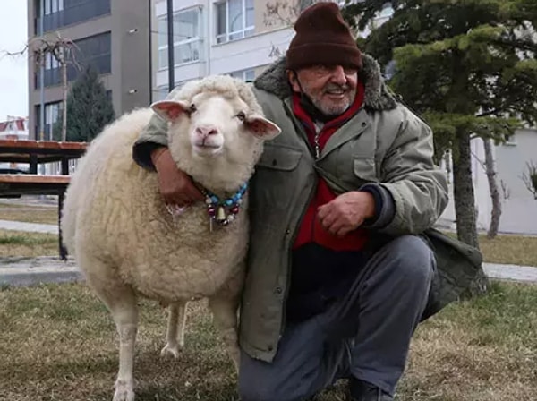 Şavır, Pamuk’u yanından hiç ayırmazken, onu kent merkezinde görenler şaşkınlıklarını gizleyemiyor, bazıları ise bu ilginç dostluğun fotoğraflarını çekiyor.