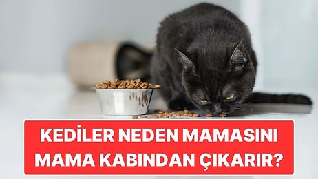 Hayır Kapris Yapmıyorlar: Kediler Neden Mamalarını Mama Kabından Çıkarıp Yer?