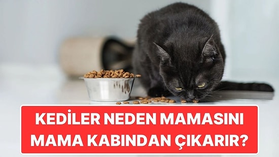 Hayır Kapris Yapmıyorlar: Kediler Neden Mamalarını Mama Kabından Çıkarıp Yer?