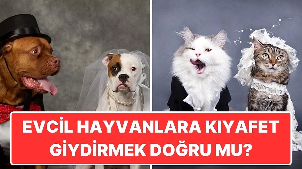 Evcil Hayvanlarımıza Kostüm Giydirmek Onları Rahatsız Ediyor mu?