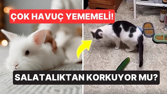 Günümüzde Hala İnandığımız ve Yanlış Bildiğimiz Hayvanlar Alemi Gerçekleri