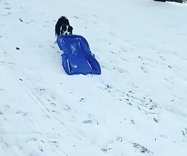 Mahalleli patili dostumuzun hep hayatlarına neşe kattığını ve sık sık onları şaşırtan oyunları olduğunu dile getirdi.