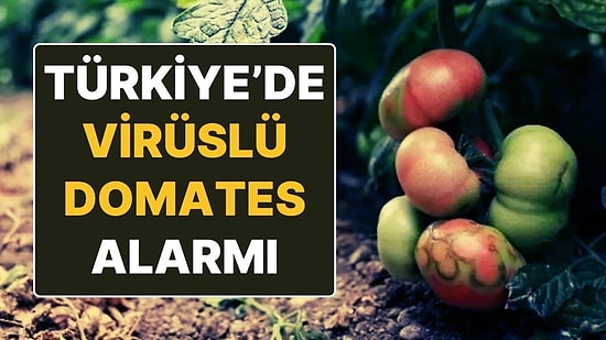 Tarım Bakanlığı, Virüslü Domates Alarmına Geçti: Ekildiği Ülkede Tarımı Yok Ediyor!