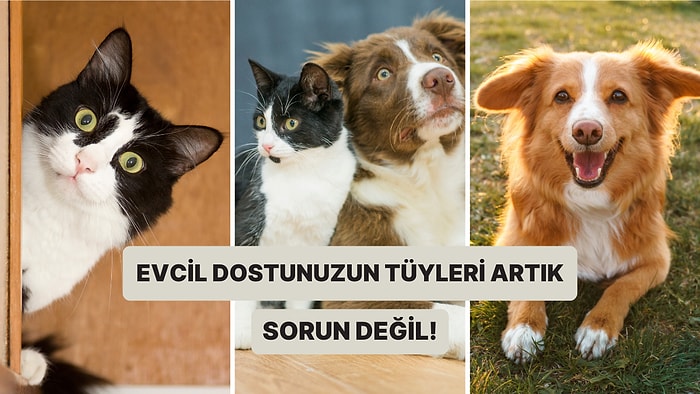 Evcil Dostunuzun Tüyleriyle Nasıl Başa Çıkılır?