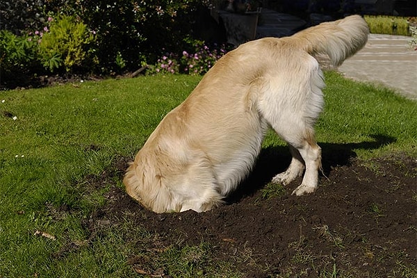 Köpeklerin eşyalarını saklama ve gömme içgüdüsü aslında binlerce yıl öncesine dayanıyor.