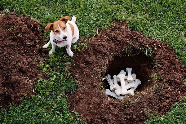 Köpeklerin vahşi ataları; avladıkları hayvanları hemen tüketmediklerinde, kalan parçaları toprağa gömerek saklama eğilimindeydi.