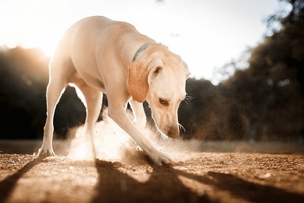 Her köpek bu davranışı göstermese de özellikle bazı ırklar gömme içgüdüsünü daha güçlü bir şekilde sergileyebilir.