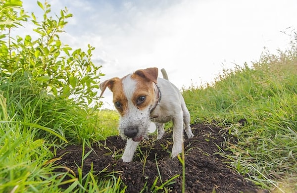 Çünkü bu köpekler, avlarını yakalamak ve onları güvenli bir yerde saklamak için yetiştirilmişlerdir.