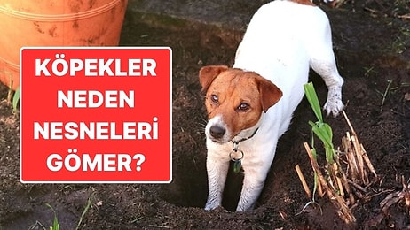 Köpekler Neden Eşyalarını Gömme İhtiyacı Hisseder?