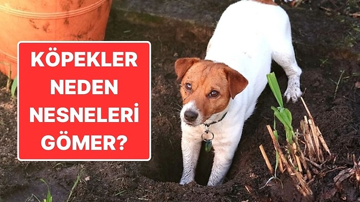 Köpekler Neden Eşyalarını Gömme İhtiyacı Hisseder?