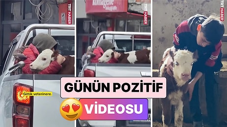 Günün Pozitif Videosu: Veterinere Götürülen Buzağısının Korktuğunu Görünce Yol Boyunca Sarılarak Sakinleştirdi