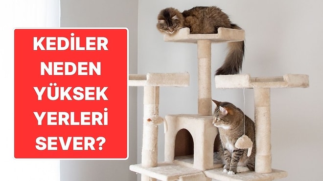 Onlardaki Trip Aslanlarda Yok: Kediler Neden Yüksek Yerlere Çıkmayı Seviyor?