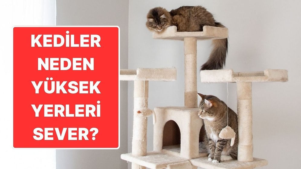 Onlardaki Trip Aslanlarda Yok: Kediler Neden Yüksek Yerlere Çıkmayı Seviyor?