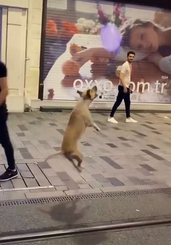 Bulduğu mor balonu burnuyla havaya atarak sektiren köpek dostumuz neşemizi arttırdı.