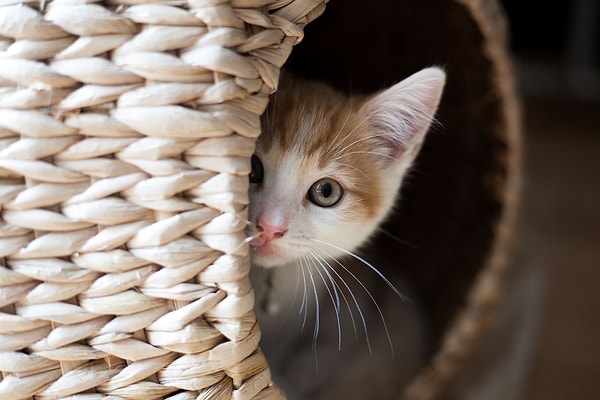 Eğer eve gelen kişi yanında bir köpek ya da başka bir kedi getirdiyse, kedinizin kaçması kaçınılmaz olabilir.