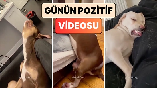 Olur Olmaz Yerlerde Uykuya Dalarak Başlarına İş Açan Köpeklerin Sevimli Anları İçinizi Isıtacak