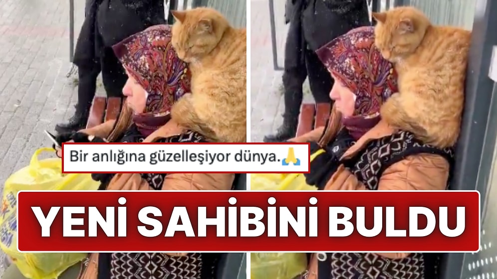 Otobüs Durağında Kalpleri Isıtan An: Üşüyen Kedi Teyzenin Omzuna Sığındı