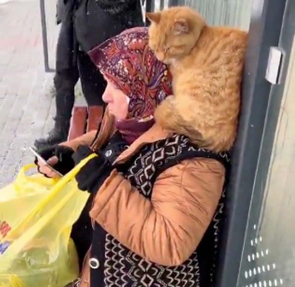 Soğuktan etkilenen bir kedi, durakta bekleyen bir teyzenin omzuna çıkarak ısınmaya çalıştı.