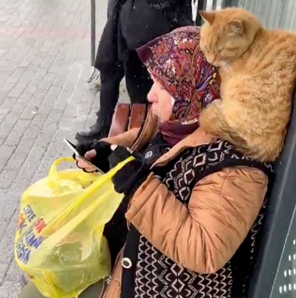 Teyzenin şefkati ve kedinin sevimli halleri sosyal medyada büyük ilgi gördü.