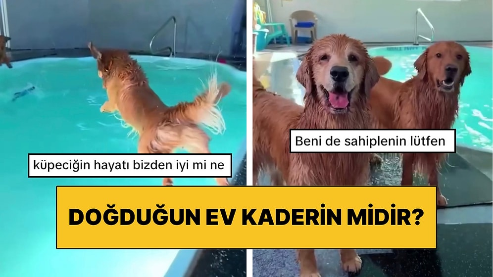 Coğrafya Kaderdir: Bahçelerindeki Havuz Kıştan Dolayı Kapalı Diye Üzülen Köpeklerine Havuz Kiraladılar