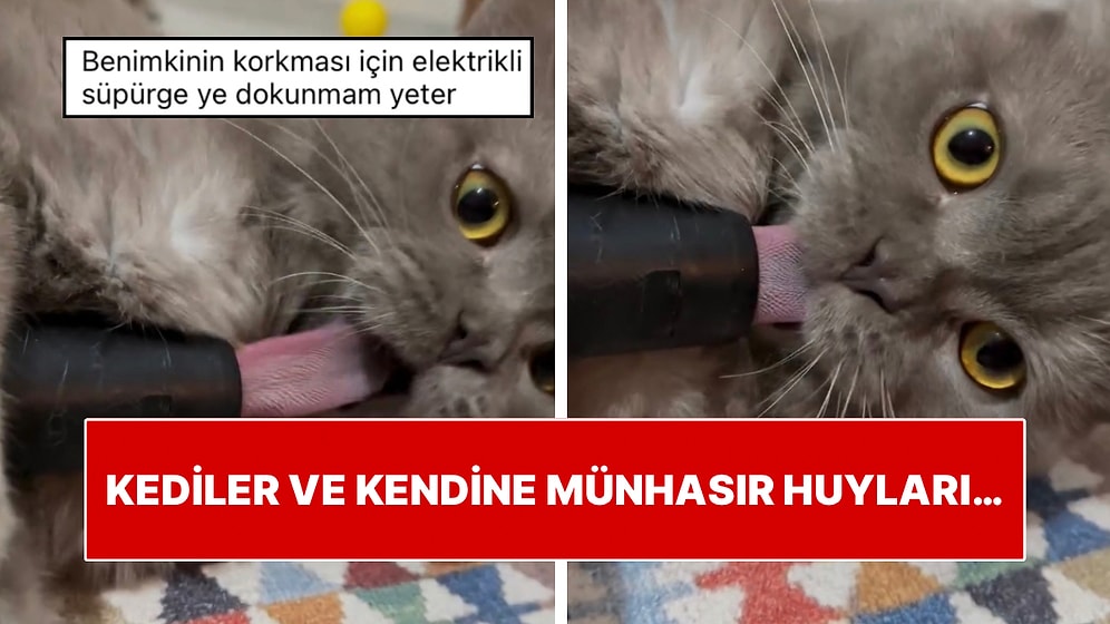 Hani Süpürgeden Korkuyorlardı? Bir Kedi Süpürgeye Dilini Kaptırarak Oyun Oynadığı Anlarla Güldürdü