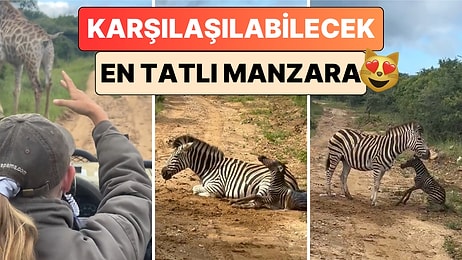 Karşılaşılabilecek En Tatlı Manzara: Safariye Çıkan Bir Grup Zebranın Doğum Anına Şahit Oldu