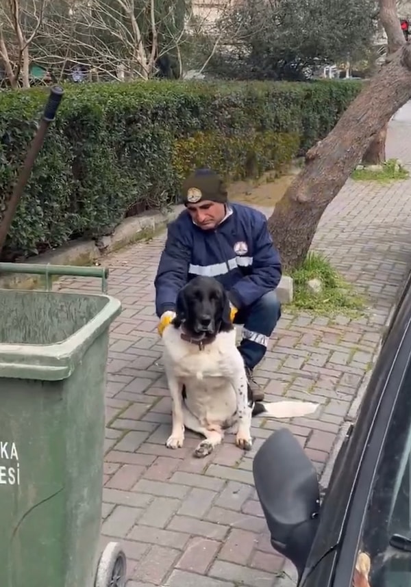 Merhametli belediye işçisi de siyah beyaz renkte kısa tüylere sahip olan dünyalar tatlısı dostumuzu özenle taradı.