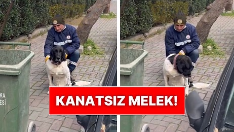 Sokak Köpeğini Tarayan Belediye İşçisi O Sevgi Dolu Anlarıyla Kalpleri Isıttı