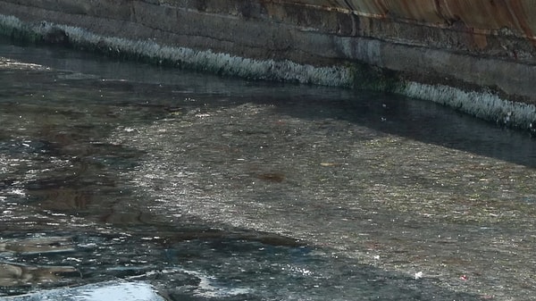 Kıyılarda dip temizliğinin bir an önce yapılması gerektiğini vurgulayan Kesici, "Marmara hepimizin ve dünyanın en önemli yerlerinden bir tanesi. Önce kıyılarda dip temizliğini yapmamız gerekiyor. Marmara Denizi benim gibi bir canlı varlık. İçimde organlarım var. Marmara Denizi'nin de organları, balıkları, midyeleri var, deniz eniştesi dediğimiz bitkileri var'' dedi.