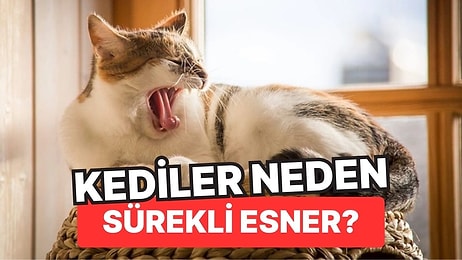 Kediler Neden Sanki 8-5 Mesaide Çalışıyormuş Gibi Sürekli Esner?