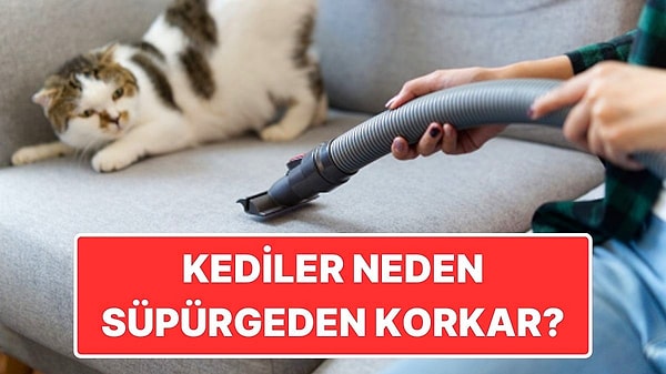 13. En Büyük Fobileri: Kediler Elektrikli Süpürgeden Neden Delicesine Korkar?