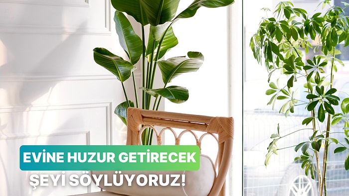 Evine Huzur Getirecek Şey Ne?