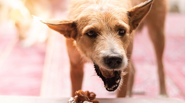 Bazı hastalıklar, köpeğinizin iştahında artışa neden olabilir.