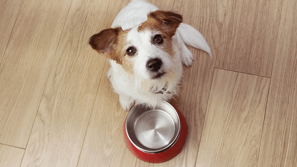 Köpeklerin bazı ilaçlara verdiği tepkiler iştah artışı şeklinde olabilir.