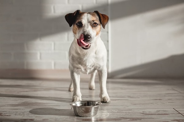 Köpeğinize verdiğiniz mama yeterince besleyici değilse, kendini hep aç hissedebilir.