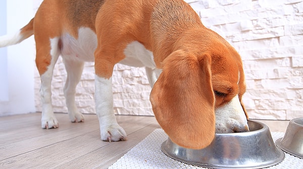 Köpekler zeki hayvanlardır ve ödül mamalarıyla yemek isteme alışkanlığı kazanabilirler.