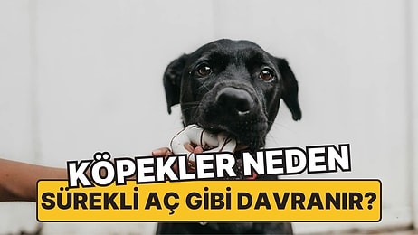 Hiç Doymuyorlar! Köpekler Neden Sürekli Aç Gibi Davranırlar?