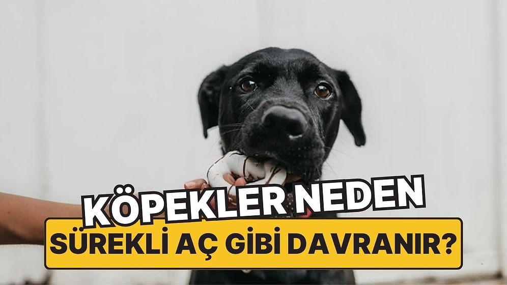 Hiç Doymuyorlar! Köpekler Neden Sürekli Aç Gibi Davranırlar?