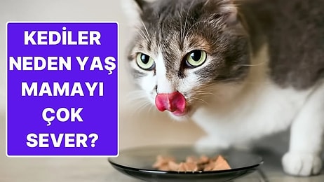 Kediler Neden Yaş Mamayı Taparcasına Seviyor?