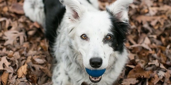 Köpekler konusunda en iyi örneklerden biri, 1000’den fazla kelimeyi öğrenen ünlü Border Collie Chaser.